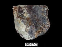 藏品(臺灣鶯蛤)的圖片